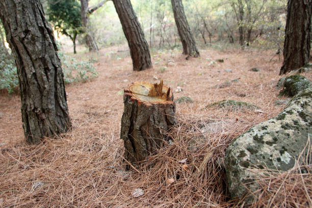 How Our Tree Care Process Works  in  Genesee, CO