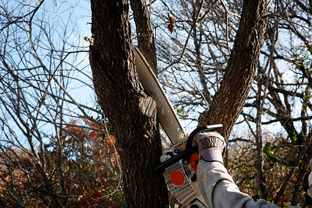 Mulching Services in Genesee, CO